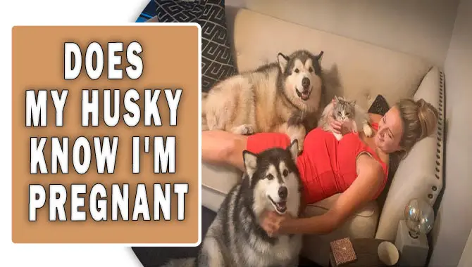 Does My Husky Know I'm Pregnant