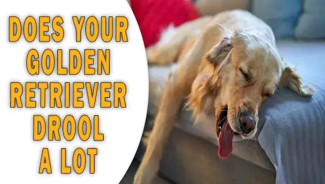 Does Your Golden Retriever Drool A Lot