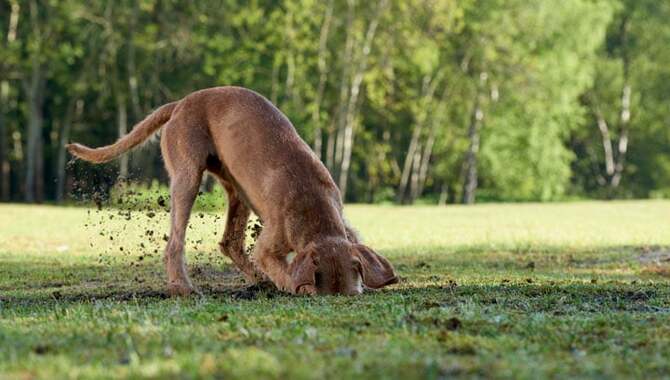 Dogs Can Get Lungworms From Eating Frogs.