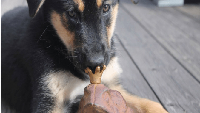 Dogs Can Get Salmonella From Eating Frogs.