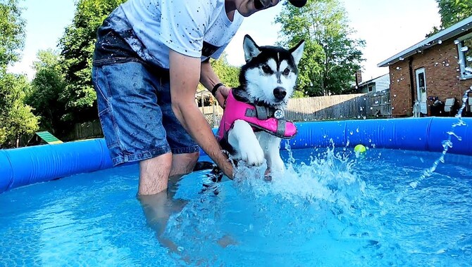 Don't Do This When Introducing Your Husky To Water