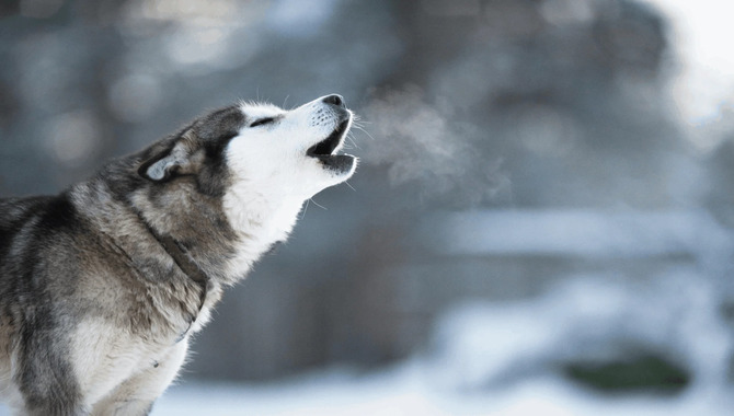 Don't Try To Teach Your Siberian Husky How To Howl If They Don't