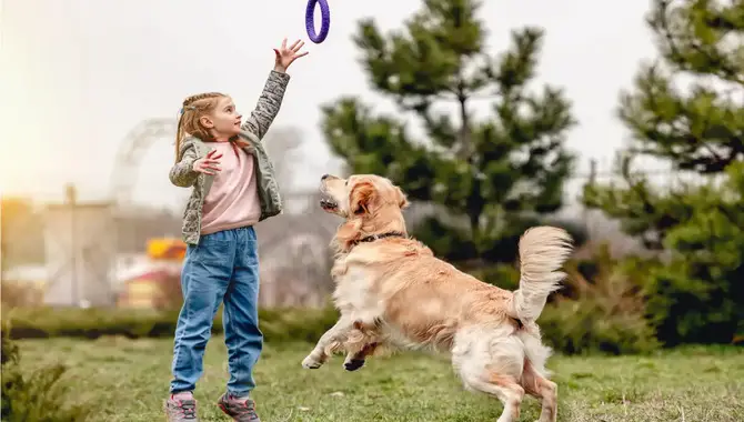 Engage Your Golden Retriever In DAILY Physical Activity Exercise