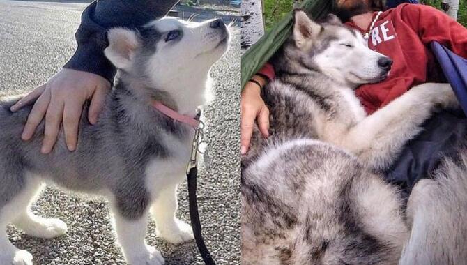 Establishing A Bond With Your Husky