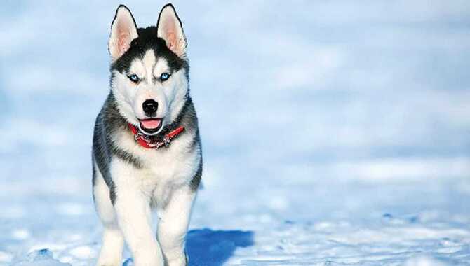 Estimation Of How Much Do Huskies Cost