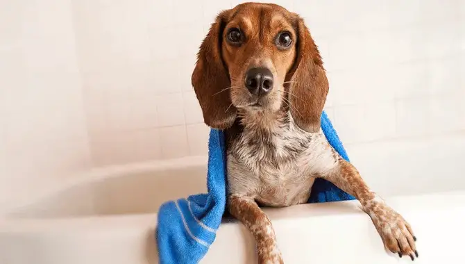 Estimation Of When Can A Puppy Take First Bath