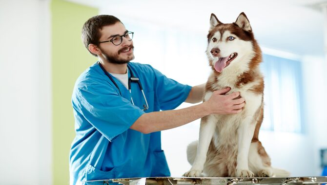Evaluating The Need For Pet Insurance