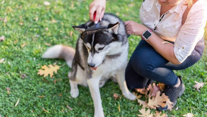 Evaluating Whether The Furminator Is Bad For Huskies