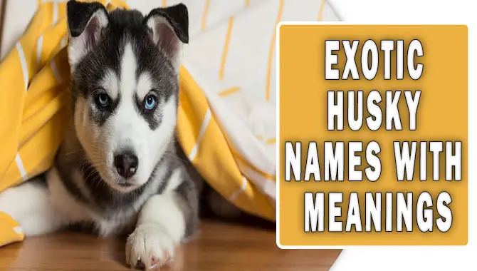 Exotic Husky Names With Meanings
