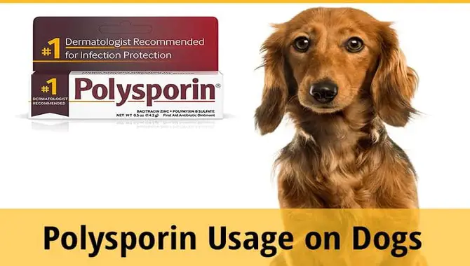 Expert Tips For Using Polysporin On Dogs