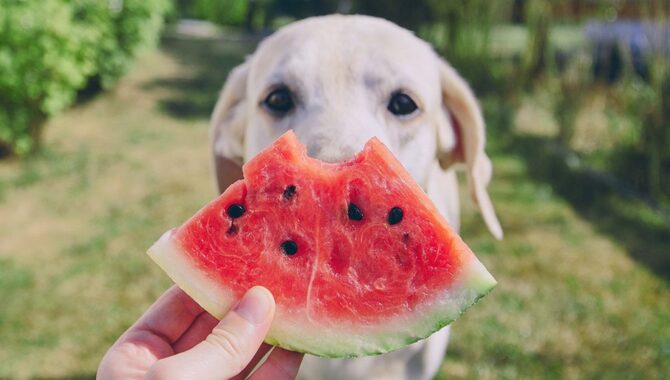 Exploring Can Huskies Eat Watermelon