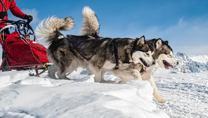 Exploring The Reasons Why Do Huskies Like Snow & Ice