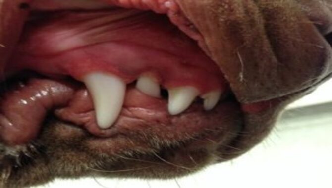 Exposed Fangs, Wrinkled Face, And Open Mouth