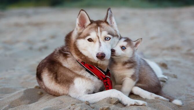 Factors That Affect Compatibility Between Two Male Huskies