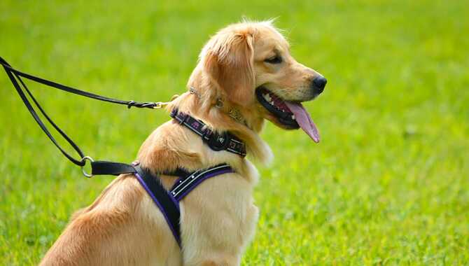 Feature Description of Why Golden Retrievers Make Good Service Dogs