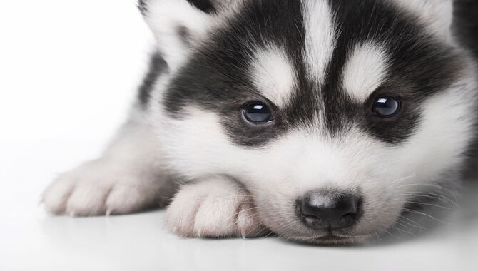General Care For A New Husky Puppy