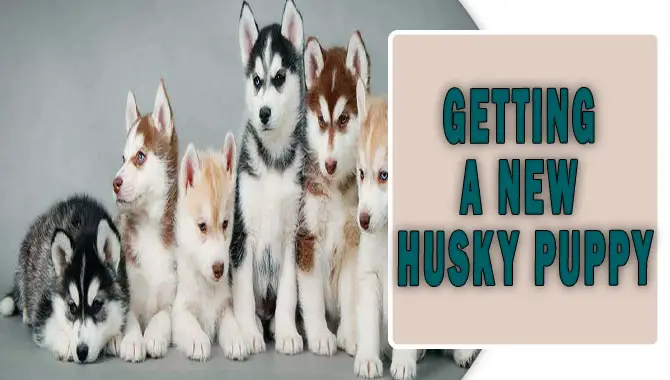 Getting A New Husky Puppy