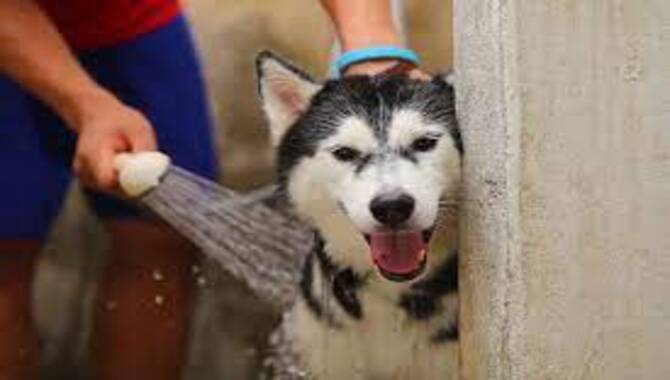 Give Your Siberian Husky A Cool Shower