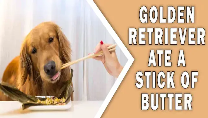 Golden Retriever Ate A Stick Of Butter