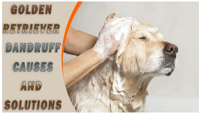 Golden Retriever Dandruff