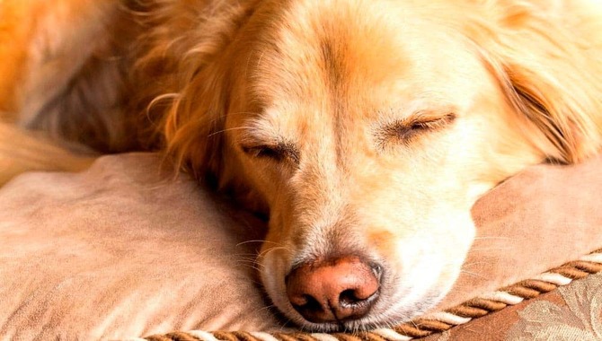 Golden Retriever Snoring- 5 Possible Causes And 7 Easy Solutions