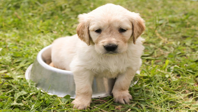 Golden Retriever Temperament