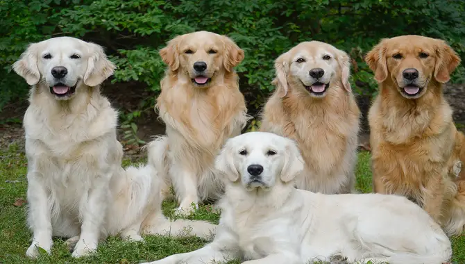 Golden Retrievers Are Medium To Large Dogs