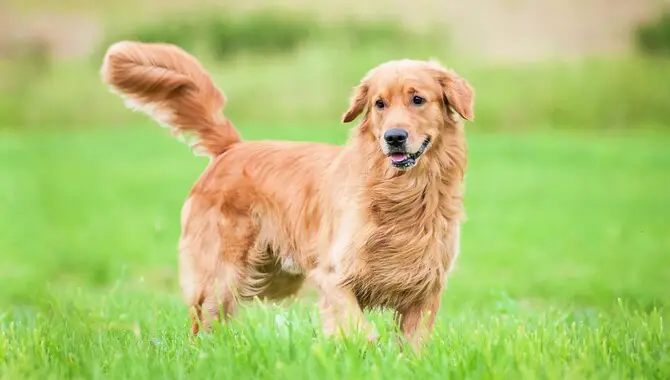 Golden Retrievers Are Were Bred To Be Active, Outgoing Dogs (Golden Retrievers Are Hyper By Nature)