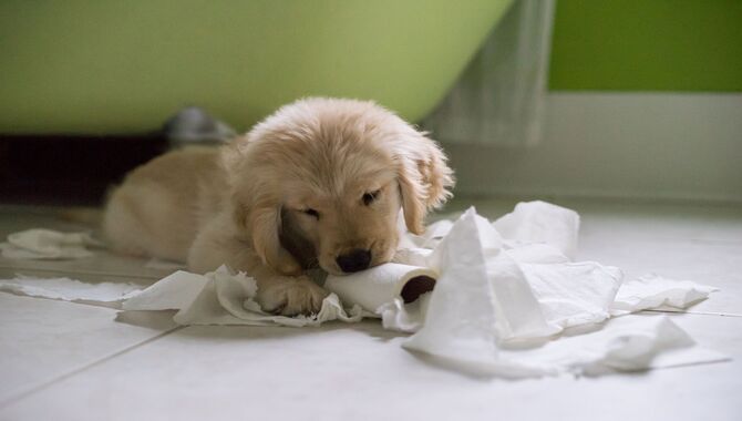 Golden Retrievers Get Bored