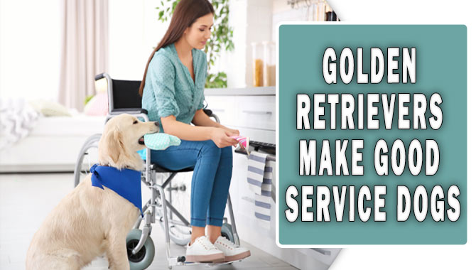 Golden Retrievers Make Good Service Dogs