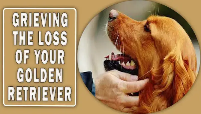 Grieving The Loss Of Your Golden Retriever