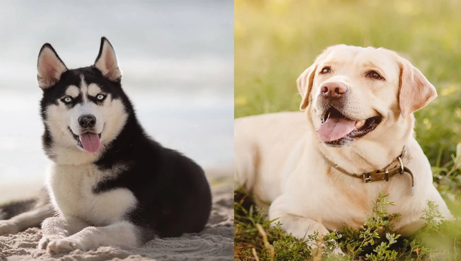 Grooming A Husky Lab Mix