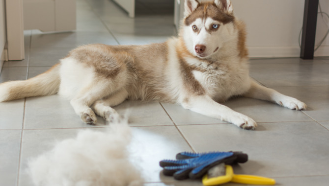 Grooming And Shedding