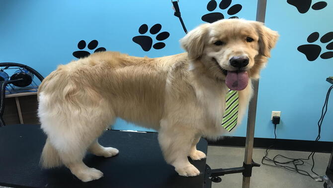 Grooming Requirements For A Golden Retriever