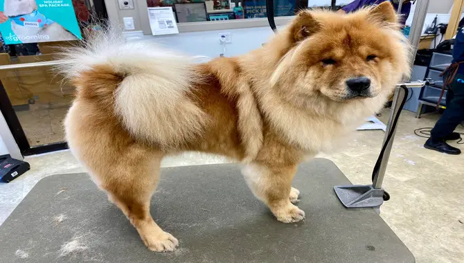 Grooming Your Husky Crossed With Chow Chow