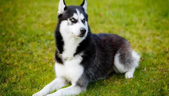 Grooming Your Husky Mixed With Pitbull