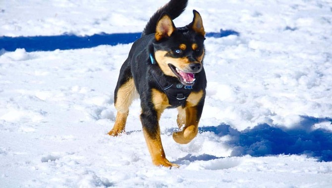 Grooming Your Husky Mixed With Rottweiler