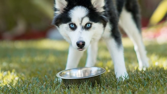 Health And Nutrition For A Husky Pomeranian Mix