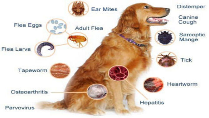 Health Concerns Specific To Golden Retrievers