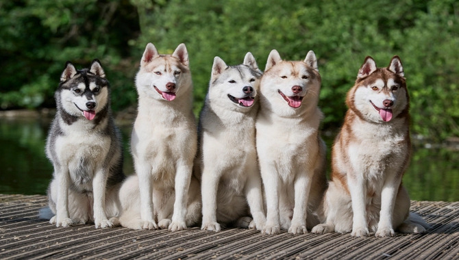 Healthy Breed Of Dog