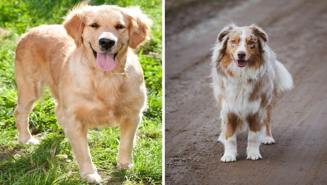 How Active Are Australian Shepherds And Golden Retrievers?