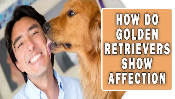 How Do Golden Retrievers Show Affection