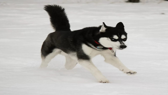 How Do Huskies Get Their Webbed Feet