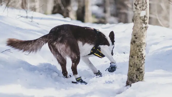 How Do You Choose The Right Winter Boots For Your Husky?