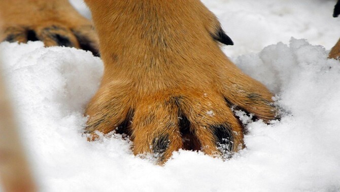 How Do You Get Webbed Feet In A Husky