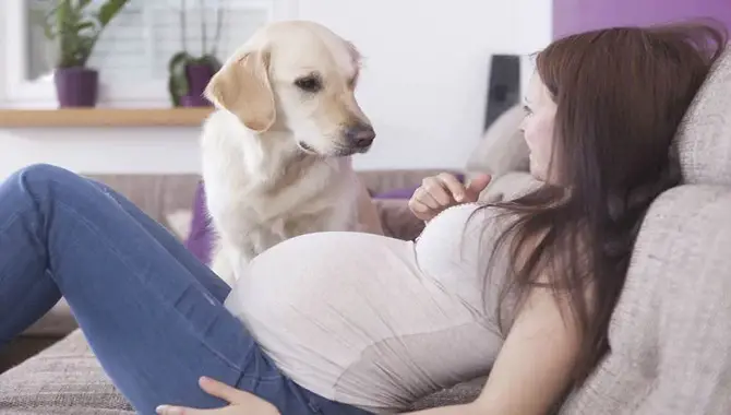 How Does A Husky React To A Pregnant Owner?