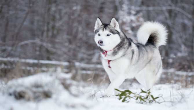 How Huskies Adapt To Cold Weather