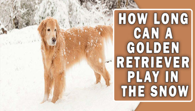 How Long Can a Golden Retriever Play in the Snow