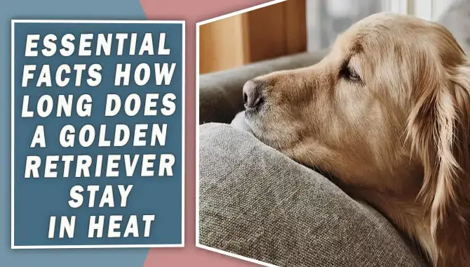 How Long Does A Golden Retriever Stay In Heat
