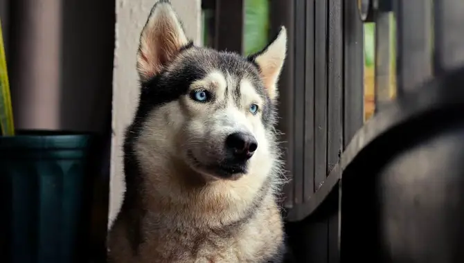 How Long Should The Siberian Husky Be Left Alone For?